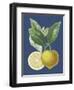 French Lemon on Navy II-A. Risso-Framed Art Print