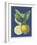French Lemon on Navy II-A. Risso-Framed Art Print