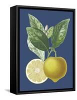 French Lemon on Navy II-A. Risso-Framed Stretched Canvas