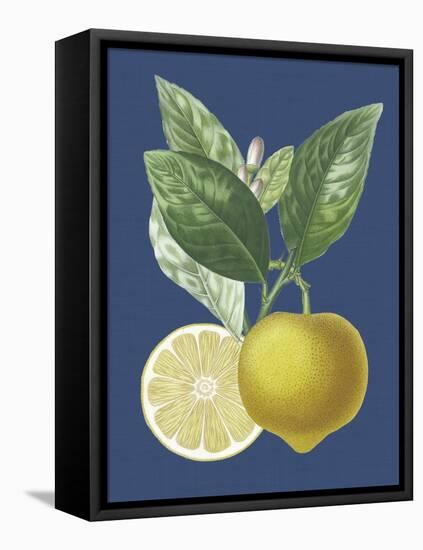 French Lemon on Navy II-A. Risso-Framed Stretched Canvas