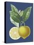 French Lemon on Navy II-A. Risso-Stretched Canvas