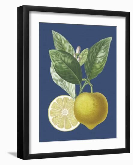 French Lemon on Navy II-A. Risso-Framed Art Print