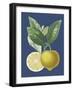 French Lemon on Navy II-A. Risso-Framed Art Print