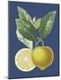 French Lemon on Navy II-A. Risso-Mounted Art Print