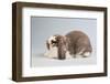 French Lop Rabbit-Lynn M^ Stone-Framed Photographic Print