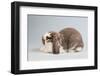 French Lop Rabbit-Lynn M^ Stone-Framed Photographic Print