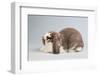 French Lop Rabbit-Lynn M^ Stone-Framed Photographic Print