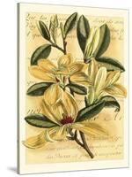 French Magnolia-Samuel Curtis-Stretched Canvas