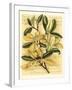 French Magnolia-Samuel Curtis-Framed Art Print