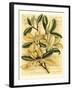 French Magnolia-Samuel Curtis-Framed Art Print