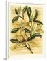 French Magnolia-Samuel Curtis-Framed Art Print