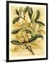 French Magnolia-Samuel Curtis-Framed Art Print