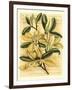 French Magnolia-Samuel Curtis-Framed Art Print