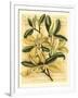 French Magnolia-Samuel Curtis-Framed Art Print