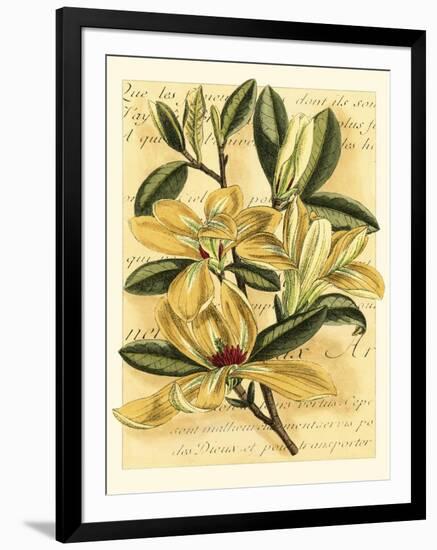 French Magnolia-Samuel Curtis-Framed Art Print