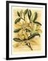 French Magnolia-Samuel Curtis-Framed Art Print