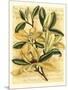 French Magnolia-Samuel Curtis-Mounted Art Print