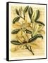 French Magnolia-Samuel Curtis-Framed Stretched Canvas