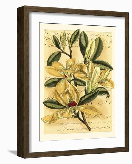 French Magnolia-Samuel Curtis-Framed Art Print