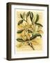 French Magnolia-Samuel Curtis-Framed Art Print