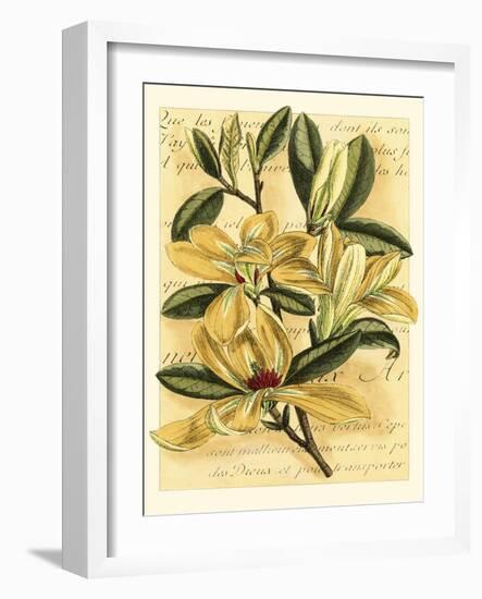 French Magnolia-Samuel Curtis-Framed Art Print