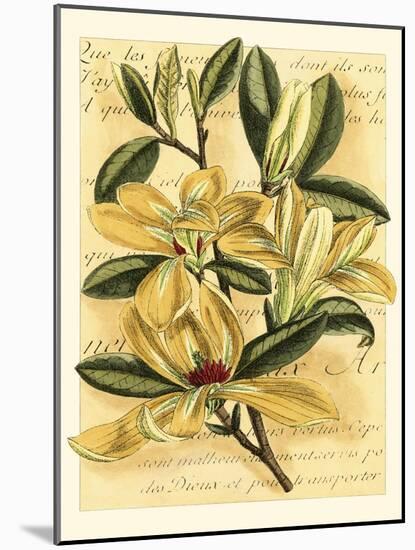 French Magnolia-Samuel Curtis-Mounted Art Print