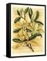 French Magnolia-Samuel Curtis-Framed Stretched Canvas