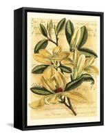 French Magnolia-Samuel Curtis-Framed Stretched Canvas