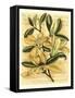 French Magnolia-Samuel Curtis-Framed Stretched Canvas