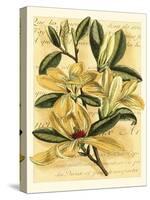 French Magnolia-Samuel Curtis-Stretched Canvas