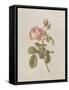 French Market Floral I-Wild Apple Portfolio-Framed Stretched Canvas