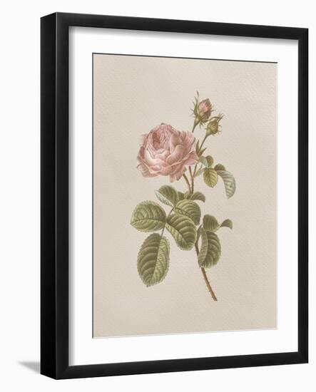 French Market Floral I-Wild Apple Portfolio-Framed Art Print
