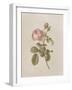French Market Floral I-Wild Apple Portfolio-Framed Art Print