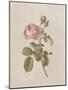 French Market Floral I-Wild Apple Portfolio-Mounted Art Print