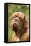 French Mastiff Dog-null-Framed Stretched Canvas