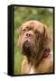 French Mastiff Dog-null-Framed Stretched Canvas