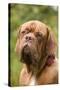 French Mastiff Dog-null-Stretched Canvas