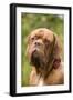 French Mastiff Dog-null-Framed Photographic Print