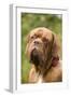 French Mastiff Dog-null-Framed Photographic Print