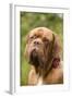 French Mastiff Dog-null-Framed Photographic Print