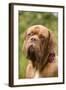French Mastiff Dog-null-Framed Photographic Print