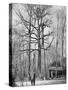 French Observation Post in a Tree, France, World War I, 1915-null-Stretched Canvas
