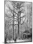 French Observation Post in a Tree, France, World War I, 1915-null-Mounted Giclee Print