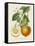 French Orange Botanical I-A. Risso-Framed Stretched Canvas