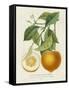 French Orange Botanical I-A. Risso-Framed Stretched Canvas