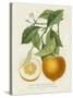 French Orange Botanical I-A. Risso-Stretched Canvas