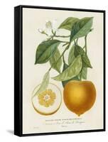 French Orange Botanical I-A. Risso-Framed Stretched Canvas