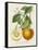 French Orange Botanical I-A. Risso-Framed Stretched Canvas