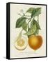 French Orange Botanical I-A. Risso-Framed Stretched Canvas