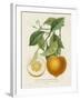 French Orange Botanical I-A. Risso-Framed Art Print
